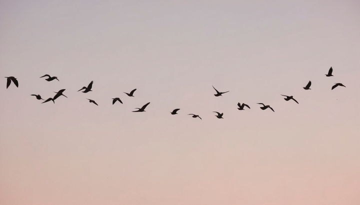 Migrations en direct à l’étang de Boulet